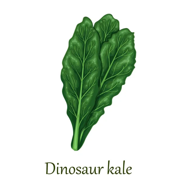 Col rizada de dinosaurio, verdura de hoja verde oscuro — Vector de stock