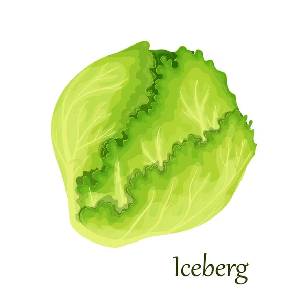 Sałatka lodowa zielona — Wektor stockowy