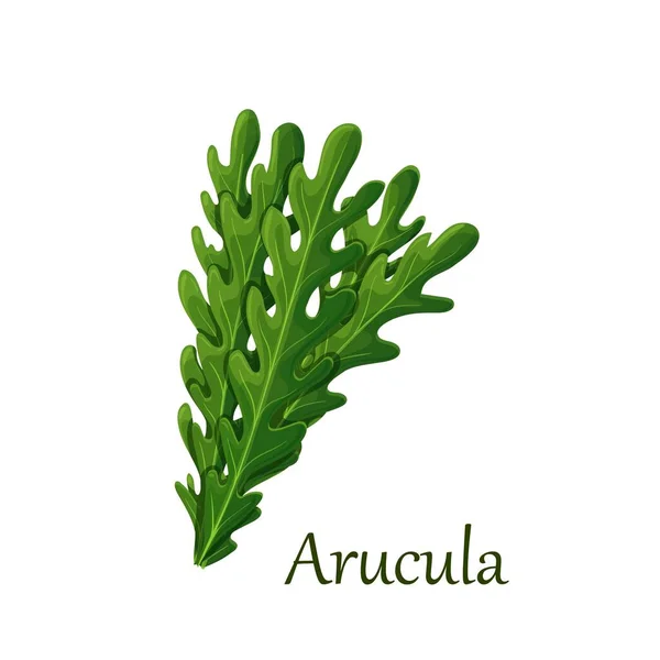 ルコラやアルグラの緑の葉 — ストックベクタ