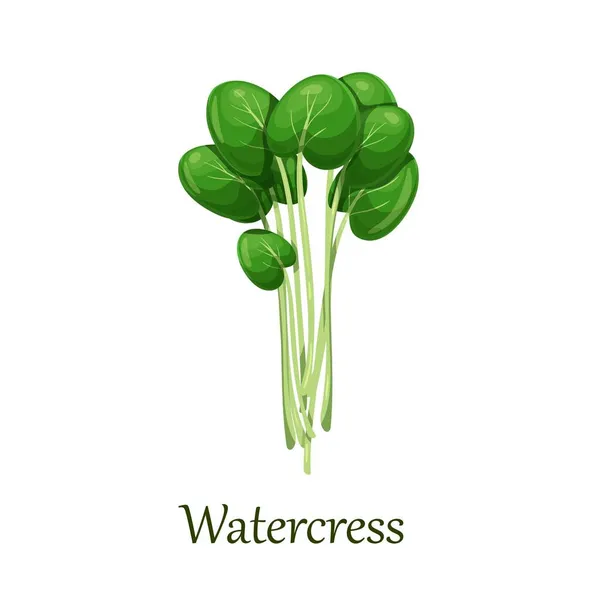 緑のウォーターレスサラダ葉 — ストックベクタ