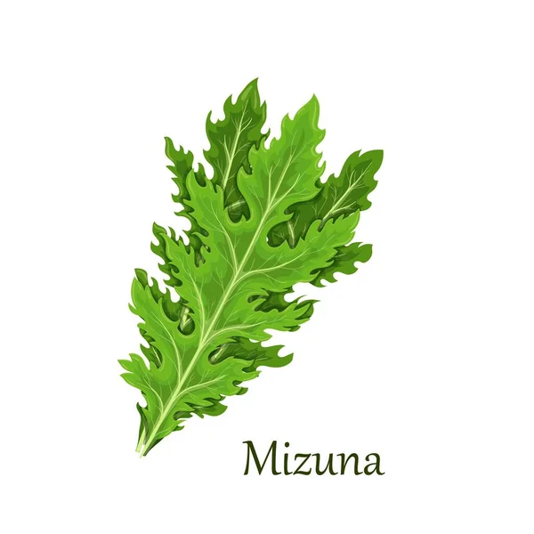 Mizuna lettuce green leaves — Stock Vector