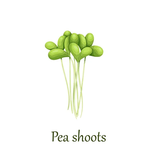 エンドウ豆の芽、マイクログリーン — ストックベクタ