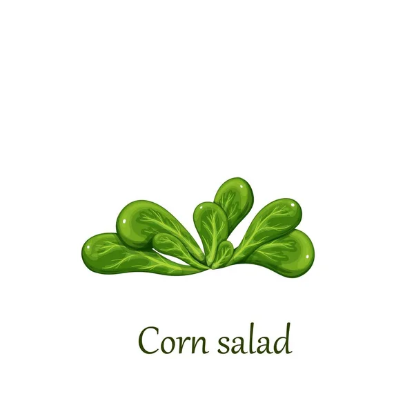 Corn salad plant — Stock Vector