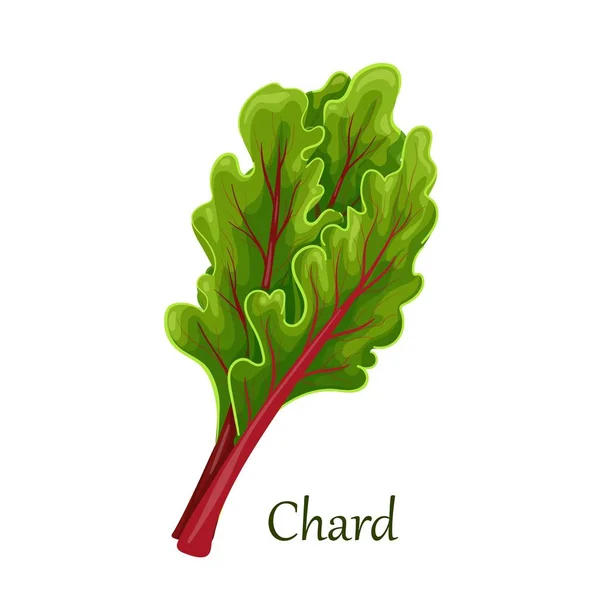 Chard leaves, green leafy — Stock Vector