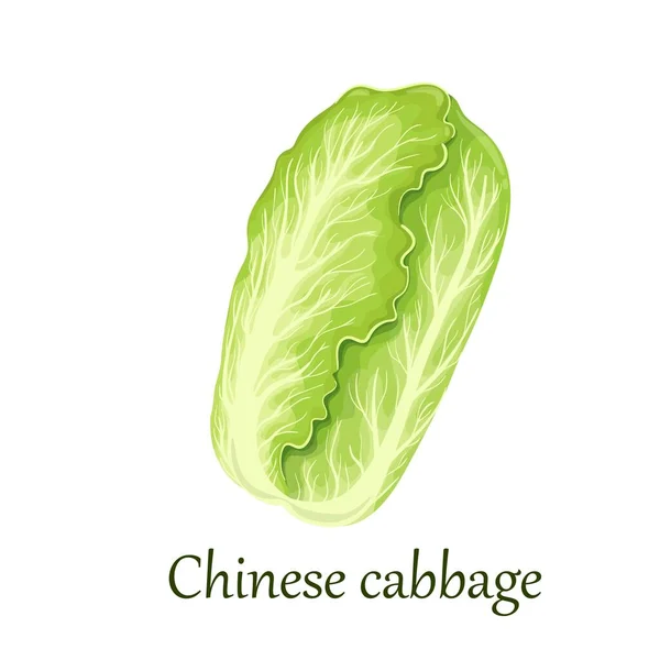 Kinesisk kål, grönsak — Stock vektor