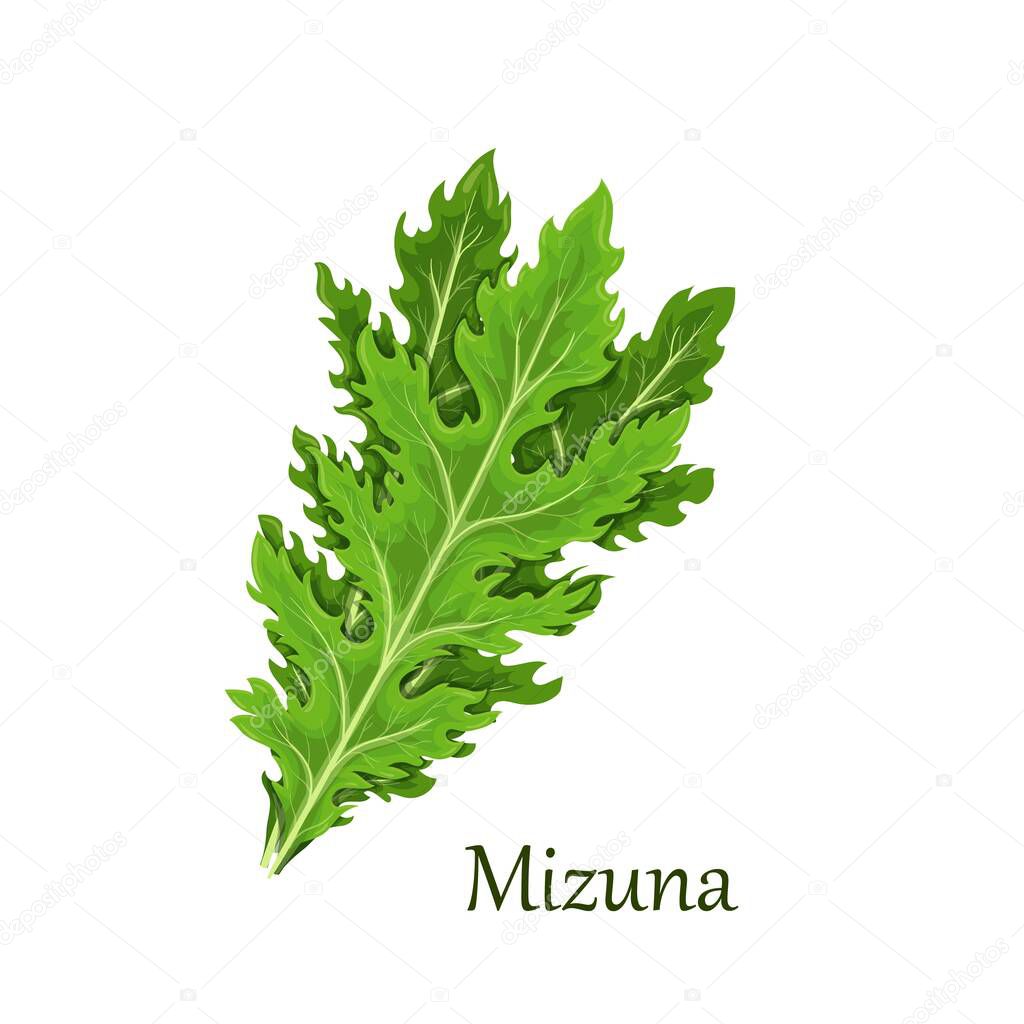 Mizuna lettuce green leaves
