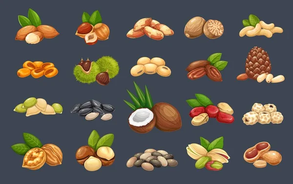 坚果、种子和谷物 — 图库矢量图片