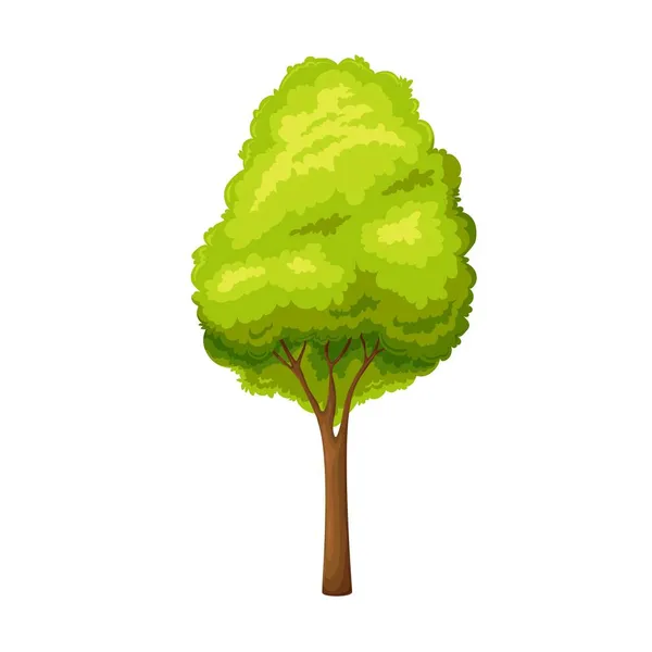 Árbol verde caducifolio o arbusto — Vector de stock
