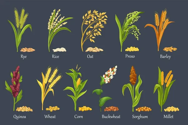 Culturas de cereais de relva, plantas agrícolas — Vetor de Stock