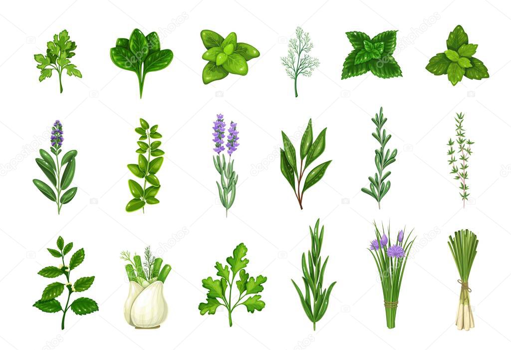 Culinary herbs and spice