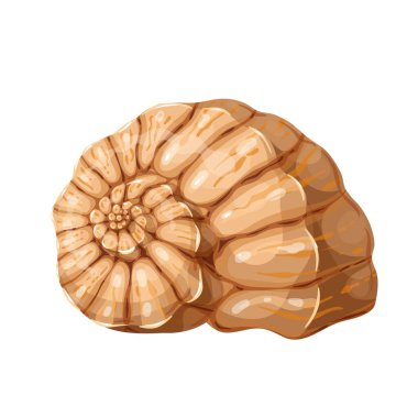 Deniz kabuğu simgesi, sualtı teması