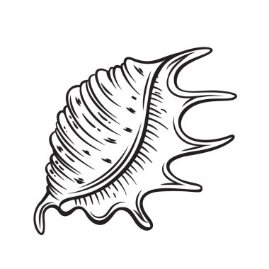 el çekilmiş deniz kabuğu