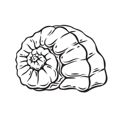 el çekilmiş deniz kabuğu