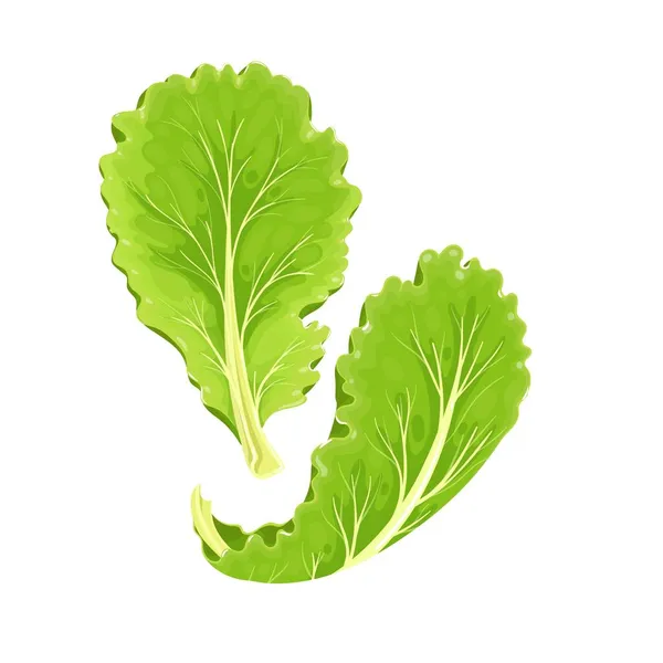 Falling Lettuce leaf — Stock Vector