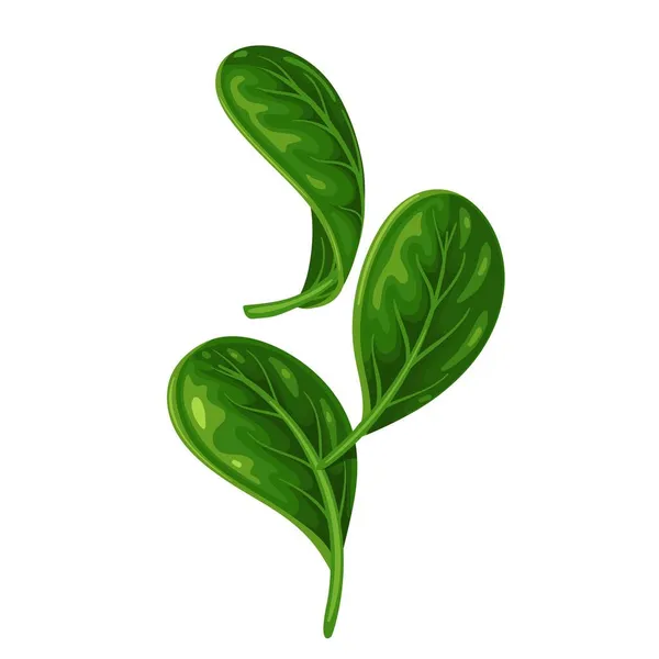 Концепція падіння листя шпинату — стоковий вектор