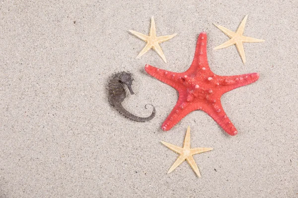 Estrellas de mar y conchas en la playa, recuerdos de vacaciones —  Fotos de Stock