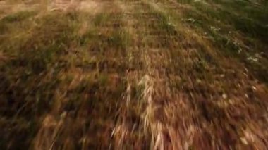 Gün batımında tarlaların drone görüntüleri