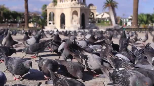 Stado gołębi latających wokół wieży zegarowej Izmir na placu Konak w Izmirze, Turcja. — Wideo stockowe