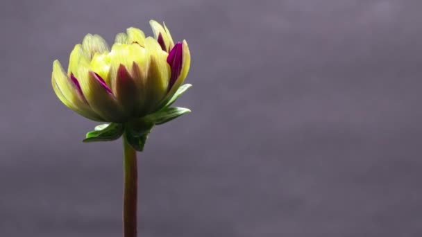Timelapse of Dahlia blooming on black background close up — Stock Video
