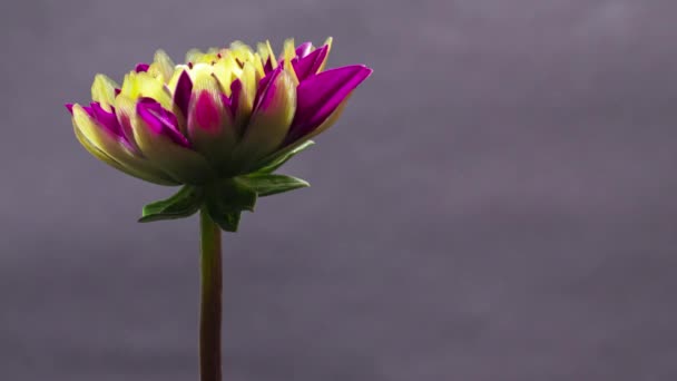 Timelapse av Dahlia blommar på svart bakgrund närbild — Stockvideo