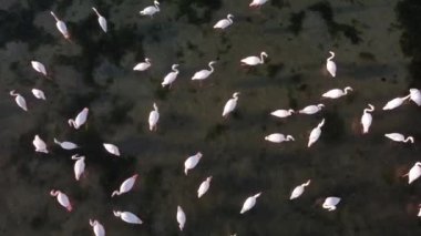 Gölde pembe flamingolar. Pembe flamingo sürüsü güzel bir manzaranın arka planına karşı. Vahşi yaşam video çekimi.