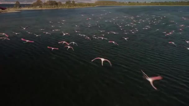 Flamingos, Group in Flight, Taking off from Water, Colony at izmir urban forest — Stock Video