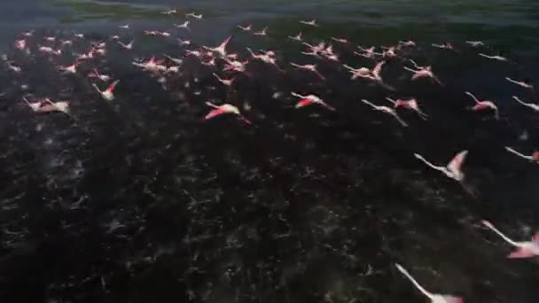 Flamingos, Ομάδα σε πτήση, απογείωση από το νερό, Αποικία στο αστικό δάσος του Σμύρνη — Αρχείο Βίντεο