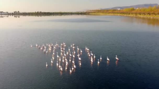 Ροζ φλαμίνγκο στη λίμνη. Ένα σμήνος ροζ φλαμίνγκο με φόντο ένα όμορφο τοπίο. Βιντεοσκόπηση άγριας ζωής. — Αρχείο Βίντεο