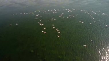  Flamingolar, Uçan Grup, İzmir şehir ormanlarındaki Koloni 'den ayrılıyorlar.