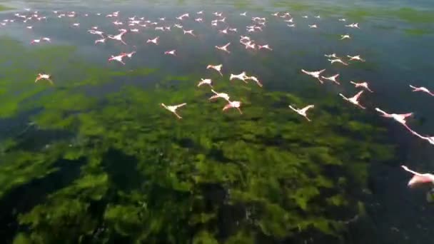 Flamingos, Skupina v letu, vzlet z vody, kolonie v izmir městského lesa — Stock video