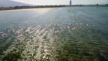  Flamingos, Group in Flight, Taking off from Water, Colony at izmir urban forest