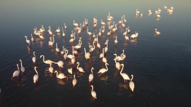 Pink flamingos in the lake. A flock of pink flamingos against the backdrop of a beautiful landscape. Wildlife video filming. — 비디오