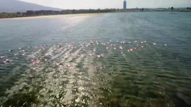 Fenicotteri, Gruppo in volo, Decollo dall'acqua, Colonia nella foresta urbana di izmir — Video Stock