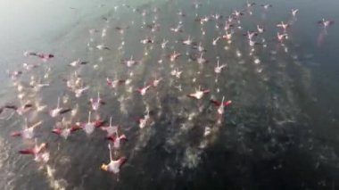  Flamingos, Group in Flight, Taking off from Water, Colony at izmir urban forest