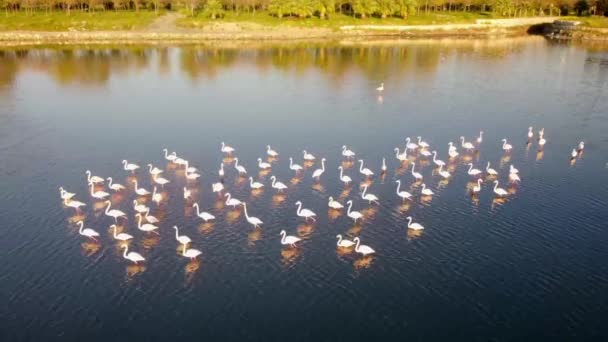 Rózsaszín flamingók a tóban. Rózsaszín flamingók sokasága egy gyönyörű táj hátterében. Vadon élő állatok videofelvételei. — Stock videók