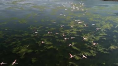  Flamingos, Group in Flight, Taking off from Water, Colony at izmir urban forest