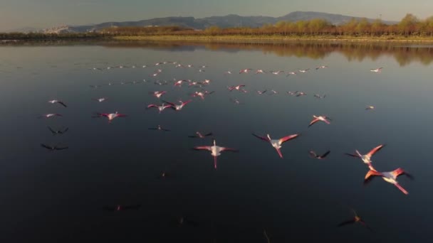 Flamingos, Gruppe im Flug, Start vom Wasser, Kolonie im Stadtwald von Izmir — Stockvideo