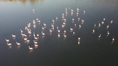 Gölde pembe flamingolar. Pembe flamingo sürüsü güzel bir manzaranın arka planına karşı. Vahşi yaşam video çekimi. Yüksek kalite 4k görüntü