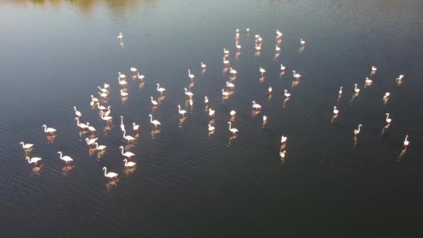 Pink Flamingos Lake Flock Pink Flamingos Backdrop Beautiful Landscape Wildlife — Video Stock