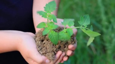 Bitki yetiştirme. Genç yeşil bitkinin fidanını tutarken ellerinizi kapatın. Dünya bahar tatili. Çocuk eli toprağa taze yeşil bitki eker. Doğa koruma kavramı. Ekoloji koruması. Gezegeni Kaydet