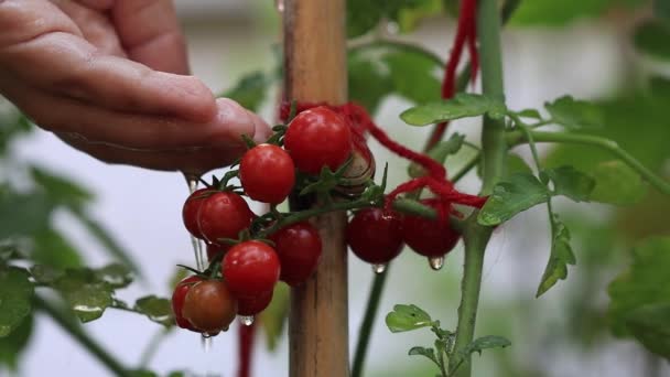 枝にトマト 湿ったトマトの束が水を振りかけた トマトの収穫 園芸の概念 デトックスダイエット新鮮なトマト 農業の有機収穫 高品質 — ストック動画