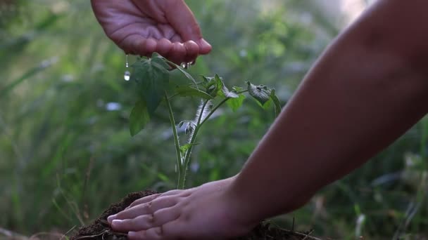 Hænderne Sætter Smuk Kimplante Jorden Nærbillede Plantning Økologi Koncept Nyt – Stock-video
