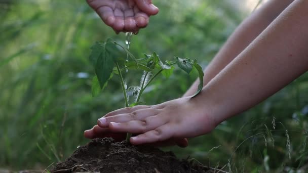 手は土壌に美しい苗を置きます 植え付けのクローズアップショット 生態学の概念 新しい人生の概念 高品質のフルHd映像 — ストック動画