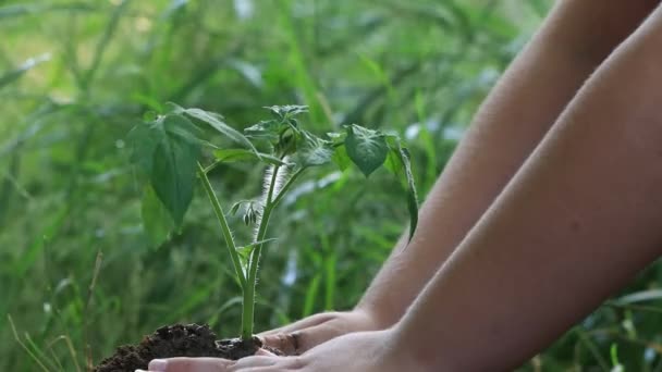 Mezőgazdaság Két Gyermek Kézzel Swater Zöld Hajtás Zöld Palánta Talajban — Stock videók