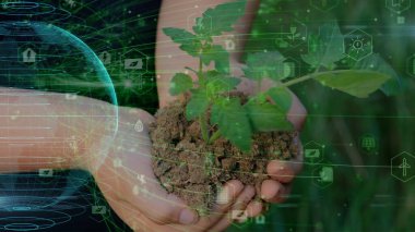 Genç meşe ağacının fidanını tutarken ellerinizi kapatın. Palmiyeler toprağı sarıyor küçük bir ağaç. Bulanık yeşil arka plan, siyah gömlek. Konsept doğa koruma, Dünya koruma, yeniden ağaçlandırma. Yüksek