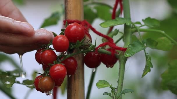 Tomaten Auf Einem Zweig Ein Bund Feuchter Tomaten Mit Wasser — Stockvideo