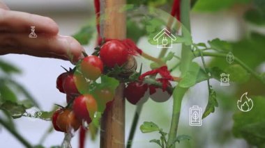 Daldaki domatesler. Üzerine su serpilmiş bir avuç ıslak domates. Domates hasadı. Bahçe işleri konsepti. Detoks diyeti taze domates. Bahçede organik ürün, tarım, tarım. Yüksek kalite