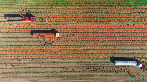 Aerial Image Trucks Loaded Fresh Harvested Ripe Red Tomatoes High — ストック写真
