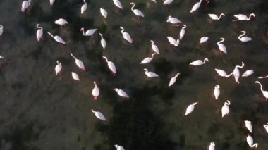 Gölde pembe flamingolar. Pembe flamingo sürüsü güzel bir manzaranın arka planına karşı. Vahşi yaşam video çekimi. Yüksek kalite 4k görüntü