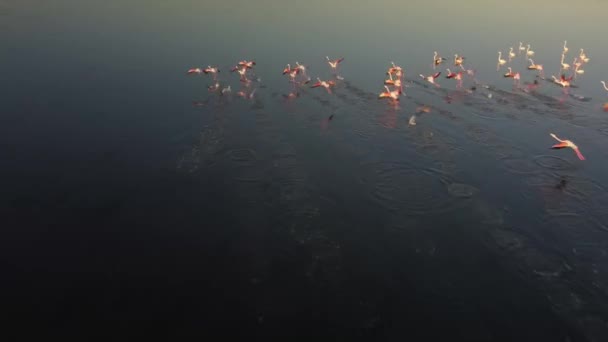 Rózsaszín Flamingók Tóban Rózsaszín Flamingók Sokasága Egy Gyönyörű Táj Hátterében — Stock videók